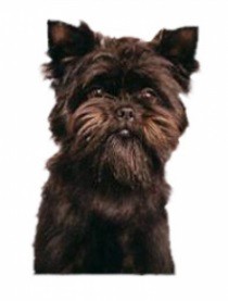 De Affenpinscher